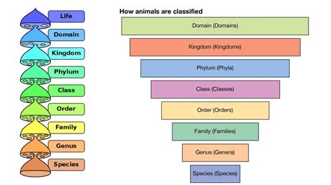 genhu meaning in english|गेंहू (Genahu) .